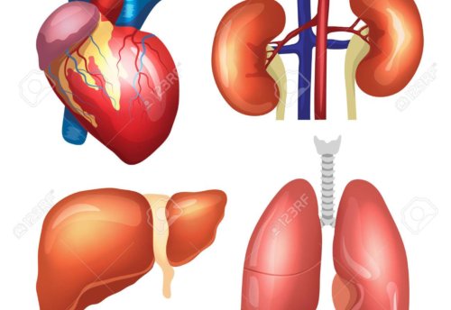 L’automassaggio a cuore, polmoni, fegato e reni