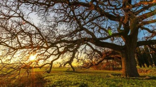 L’uomo, l’albero che cammina