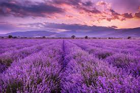 Ode all’olio essenziale di Lavanda