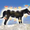 FOLLOW UP PRANIC HEALING & ANIMALS - DESENZANO DEL GARDA - BS