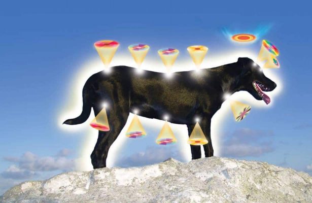 FOLLOW UP PRANIC HEALING & ANIMALS – DESENZANO DEL GARDA – BS